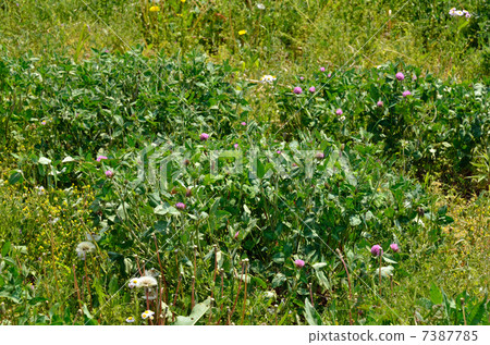 植物·鱗翅目家庭 7387785