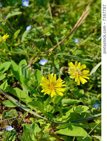 Plants · Odicobaricaceae 7387787