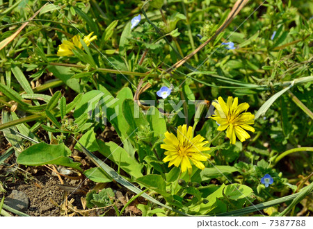Plants · Odicobaricaceae 7387788