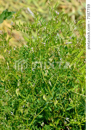 Plants · Poa peas 7387789