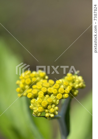 Hakko Kusa (mother-infant) 7387824