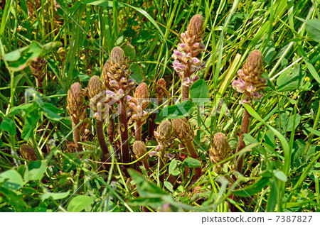 Plant · Larvae Family Plant · Larvae Family 7387827