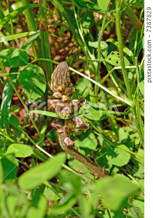 Plant · Larvae Family Plant · Larvae Family 7387829