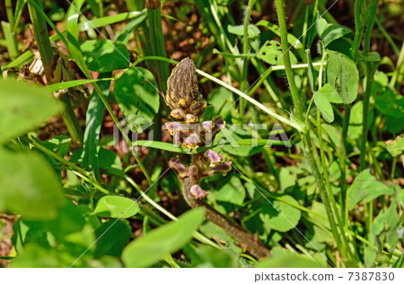 Plant · Larvae Family Plant · Larvae Family 7387830