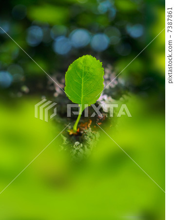 Cherry blossoms of fresh green Cherry blossoms of fresh green 7387861