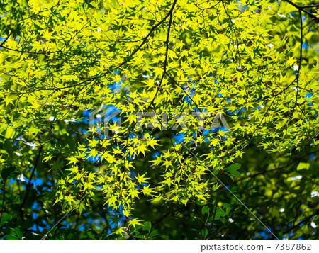 Fresh green peach 7387862