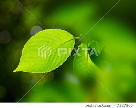 Cherry blossoms of fresh green 7387863