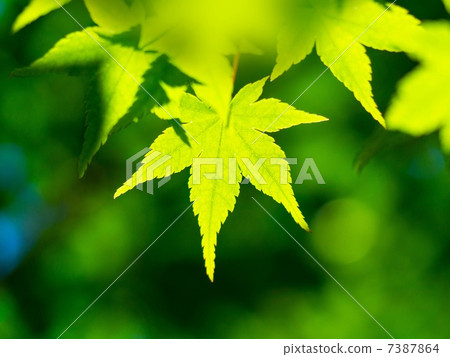 Fresh green pepper Fresh green pepper 7387864