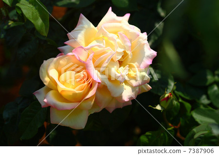 Roses of yellow and pink 7387906