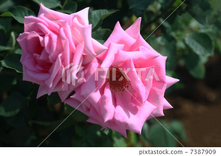 Rose of pink color 7387909