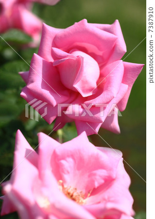 Rose of pink color Rose of pink color 7387910