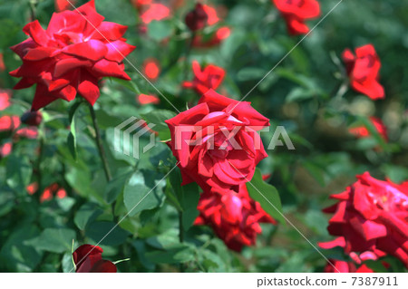 A red rose A red rose 7387911