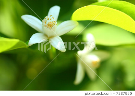 柚子的花 柚子的花 7387930