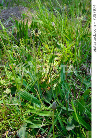 植物·稻飛蝨家庭植物 7387974
