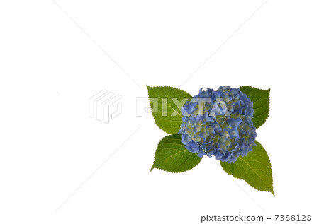  繡球 7388128