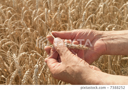 wheat 7388252