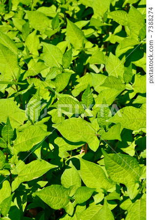 Plant · Miso soba Tadaceaceae 7388274