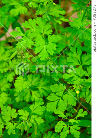 Plant · Murasakikeman Kenman Family 7388275