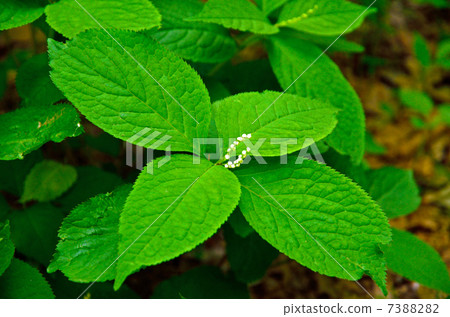 植物·鱗翅目 植物·鱗翅目 7388282