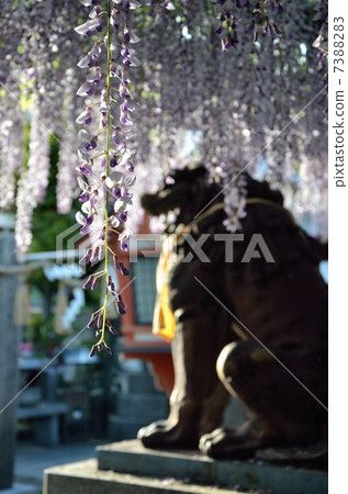 Nodafuji and a lion of Fukushima saint 7388283