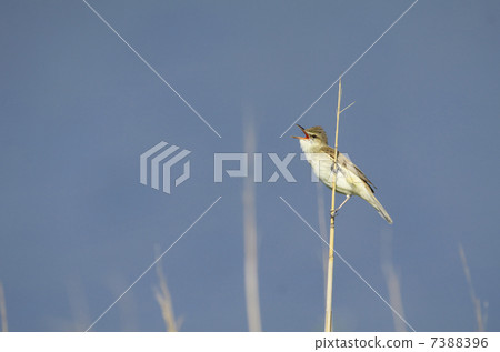 Pale yellowfin tuna Pale yellowfin tuna 7388396