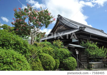 京都故宮紫色胡扯 7388405