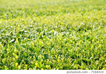 新茶場(靜岡茶) 新茶場(靜岡茶) 7388410
