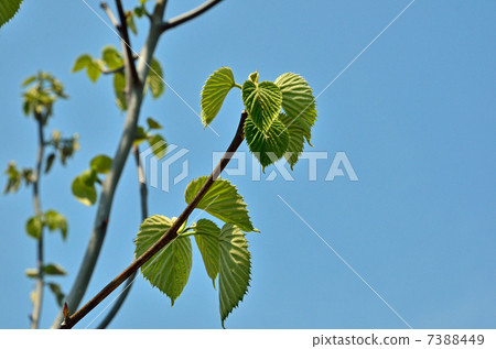 Tree · Handkerchief House 7388449