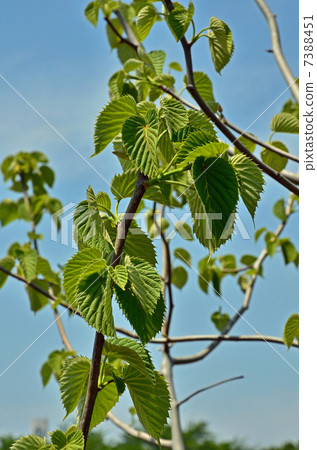 Tree · Handkerchief House 7388451
