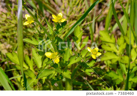 Plants · Foxes Novothan Buttercup family Plants · Foxes Novothan Buttercup family 7388460