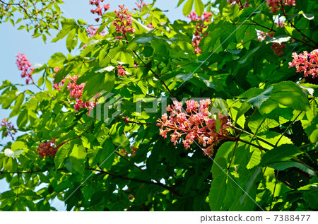 樹·紅花Tortino樹家庭 7388477