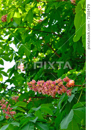 Tree · safflower Tortino tree family 7388479