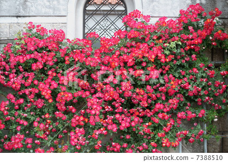 豐崎博物館玫瑰園11 豐崎博物館玫瑰園11 7388510