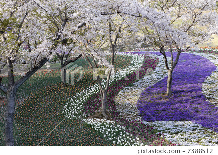 Sakura and tulip 7388512