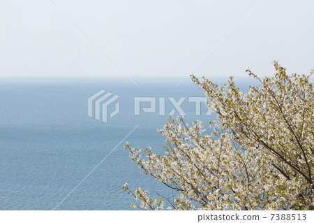 Sakura and the sea 7388513