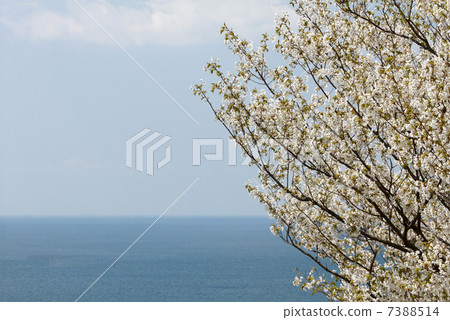 Sakura and the sea Sakura and the sea 7388514