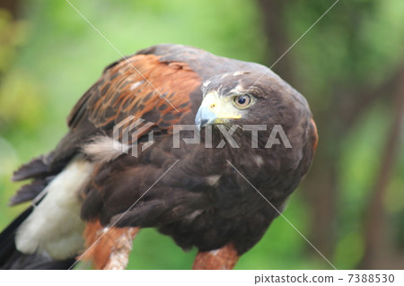 Hawk 7388530