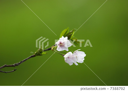 Cherry blossoms on the promenade (closeup) 7388702