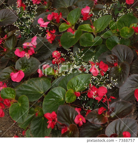Begonia and Euphorbia · Leukkkefala 7388757
