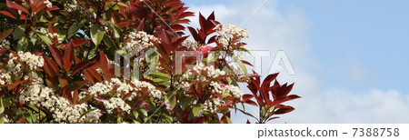 Benikamenmomechi 7388758