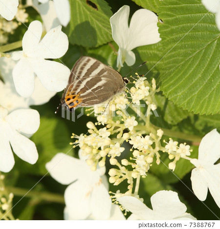 Yabudemari和Takafusimi 7388767