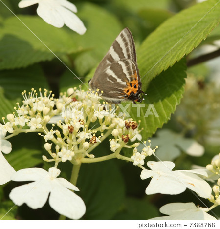 Yabudemari和Takafusimi 7388768