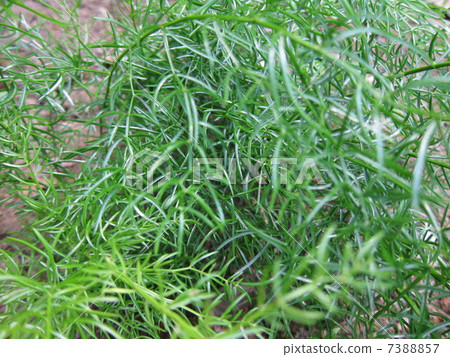 Medicinal herbs cedar 7388857