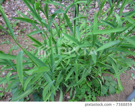 Medicinal herb Misimasaiko Medicinal herb Misimasaiko 7388859