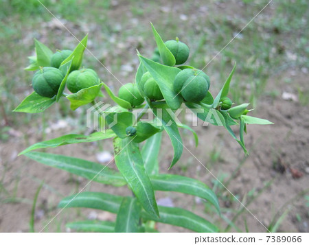 Medicinal herbs Holtault 7389066