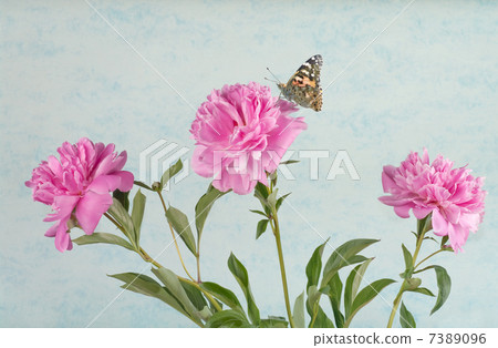 Peony Peony 7389096