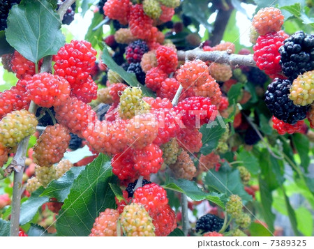 Sweet Suite Mulberry Fruit Sweet Suite Mulberry Fruit 7389325
