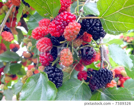 Sweet mulberry rich in anthocyanins 7389326