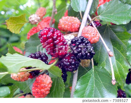 Sweet mulberry rich in anthocyanins Sweet mulberry rich in anthocyanins 7389327