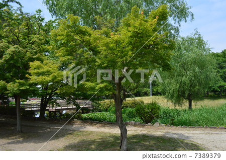 Matsumurae Matsumurae 7389379